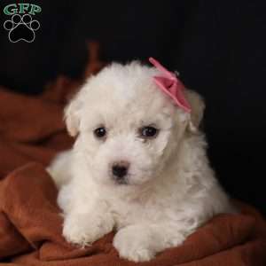 Brianna, Bichon Frise Puppy